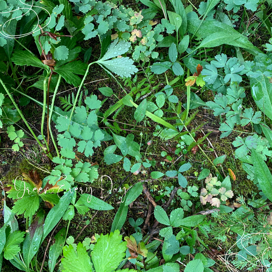 Green Every Day Desktop Wallpaper