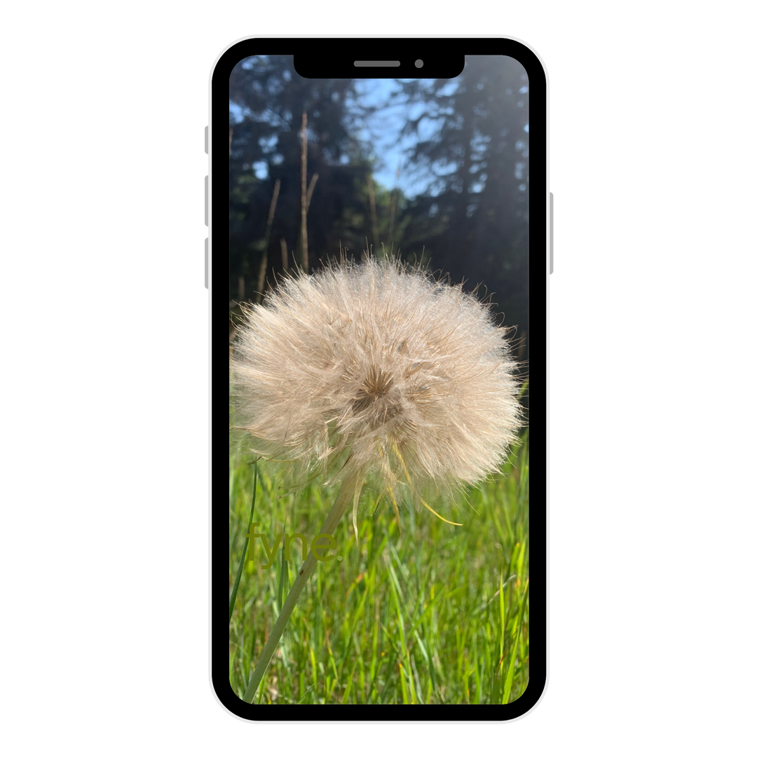 Dandelion Phone Wallpaper
