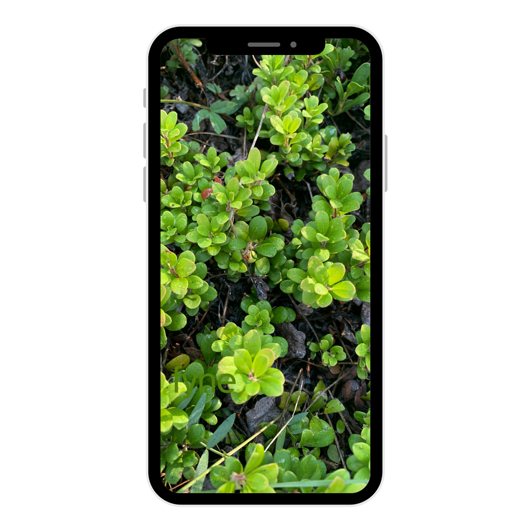 Green Pop Phone Wallpaper