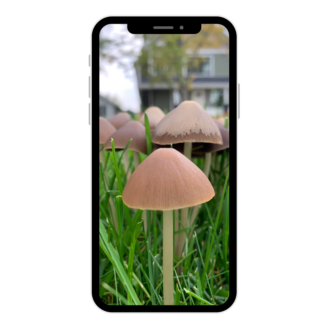 Mushroom Phone Wallpaper